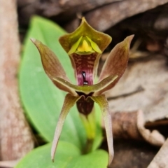 Chiloglottis valida (Large Bird Orchid) at Brindabella, NSW - 21 Oct 2021 by RobG1