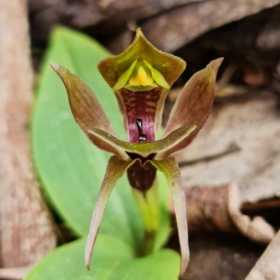 Chiloglottis valida (Large Bird Orchid) at Bimberi Nature Reserve - 20 Oct 2021 by RobG1