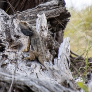 Pogona barbata at Paddys River, ACT - 22 Oct 2021