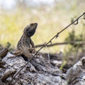 Pogona barbata at Paddys River, ACT - 22 Oct 2021