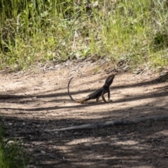 Pogona barbata at Paddys River, ACT - 22 Oct 2021