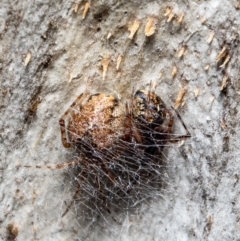 Cryptachaea veruculata (Diamondback comb-footed spider) at Black Mountain - 20 Oct 2021 by Roger