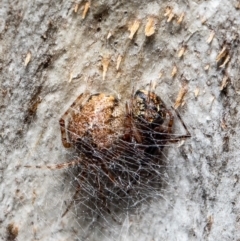 Cryptachaea veruculata (Diamondback comb-footed spider) at Molonglo Valley, ACT - 20 Oct 2021 by Roger