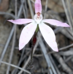 Caladenia fuscata (Dusky Fingers) at Bruce, ACT - 17 Oct 2021 by jb2602