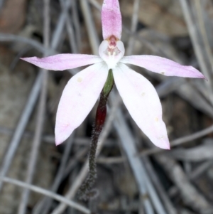 Caladenia fuscata at Bruce, ACT - 17 Oct 2021