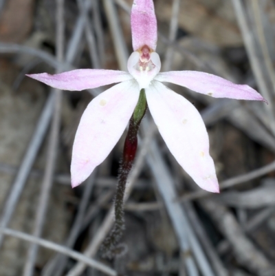 Caladenia fuscata (Dusky Fingers) at Bruce, ACT - 17 Oct 2021 by jbromilow50