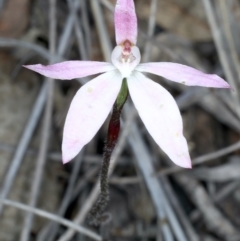Caladenia fuscata (Dusky fingers) at Bruce, ACT - 17 Oct 2021 by jbromilow50