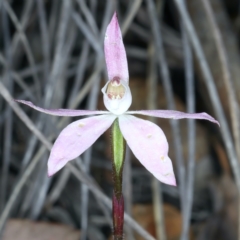 Caladenia fuscata at Bruce, ACT - 17 Oct 2021