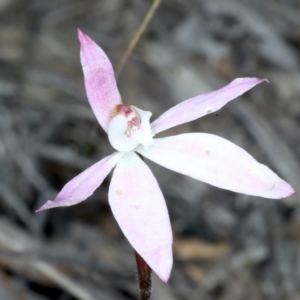 Caladenia fuscata at Bruce, ACT - 17 Oct 2021