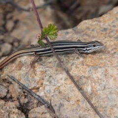 Ctenotus taeniolatus (Copper-tailed Skink) at Bullen Range - 22 Oct 2021 by SWishart