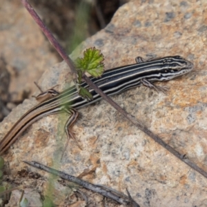 Ctenotus taeniolatus at Paddys River, ACT - 22 Oct 2021 12:09 PM