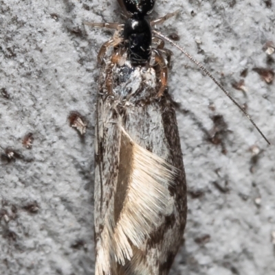 Holoplatys invenusta (Jumping spider) at Bruce, ACT - 21 Oct 2021 by Roger