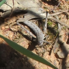 Keyacris scurra (Key's Matchstick Grasshopper) at Hall, ACT - 22 Oct 2021 by Christine