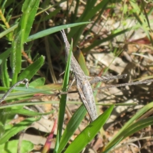 Keyacris scurra at Hall, ACT - 22 Oct 2021 12:24 PM