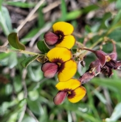Bossiaea prostrata (Creeping Bossiaea) at Bungendore, NSW - 22 Oct 2021 by trevorpreston