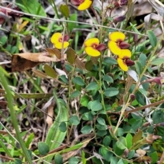 Bossiaea prostrata at Bungendore, NSW - 22 Oct 2021