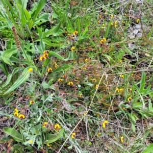 Bossiaea prostrata at Bungendore, NSW - 22 Oct 2021