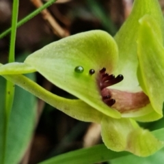Chiloglottis valida (Large Bird Orchid) at Cotter River, ACT - 21 Oct 2021 by RobG1