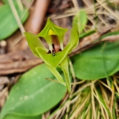 Chiloglottis valida at Cotter River, ACT - suppressed