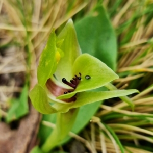 Chiloglottis valida at Cotter River, ACT - suppressed