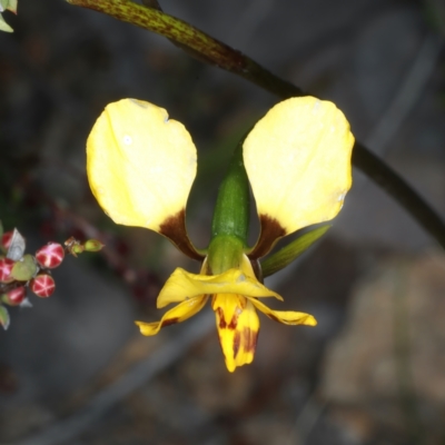 Diuris semilunulata (Late Leopard Orchid) at Black Mountain - 17 Oct 2021 by jb2602