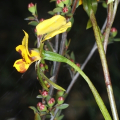 Diuris semilunulata at Bruce, ACT - suppressed