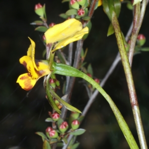 Diuris semilunulata at Bruce, ACT - 17 Oct 2021