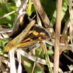 Taractrocera papyria (White-banded Grass-dart) at Gidleigh TSR - 22 Oct 2021 by tpreston