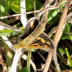 Taractrocera papyria at Bungendore, NSW - 22 Oct 2021