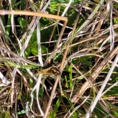 Taractrocera papyria at Bungendore, NSW - 22 Oct 2021