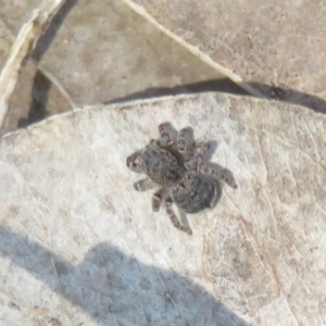 Maratus vespertilio at Hall, ACT - 22 Oct 2021