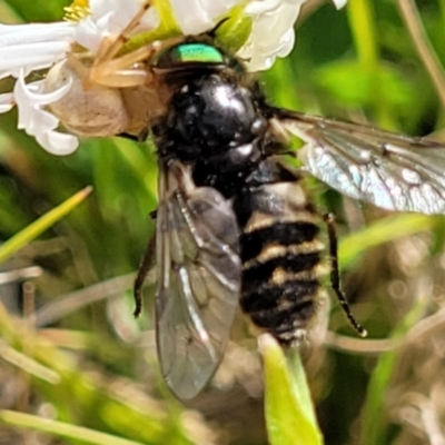 Dasybasis sp. (genus) (A march fly) at Bungendore, NSW - 22 Oct 2021 by trevorpreston