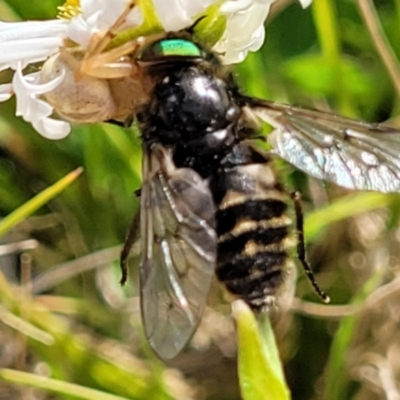 Dasybasis sp. (genus) (A march fly) at QPRC LGA - 22 Oct 2021 by tpreston