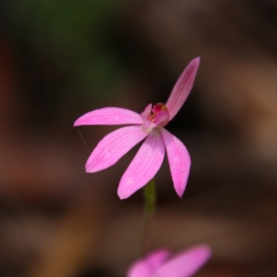 Caladenia carnea (Pink Fingers) at Tralee, NSW - 21 Oct 2021 by MB