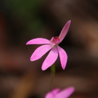 Caladenia carnea (Pink Fingers) at Tralee, NSW - 22 Oct 2021 by MB