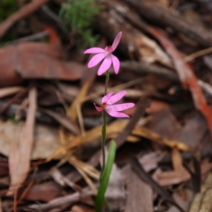 Caladenia carnea at Tralee, NSW - suppressed