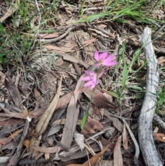 Caladenia carnea at Tralee, NSW - 22 Oct 2021