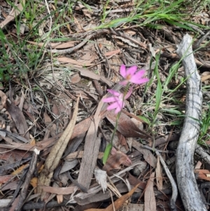 Caladenia carnea at Tralee, NSW - 22 Oct 2021