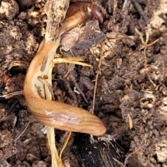 Fletchamia quinquelineata (Five-striped flatworm) at Bungendore, NSW - 22 Oct 2021 by tpreston