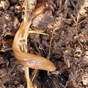 Fletchamia quinquelineata at Bungendore, NSW - 22 Oct 2021