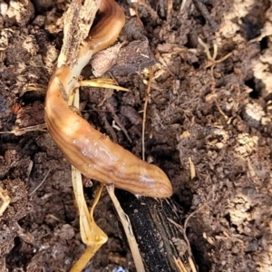 Fletchamia quinquelineata at Bungendore, NSW - 22 Oct 2021