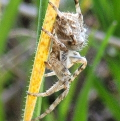 Araneinae (subfamily) (Orb weaver) at Bungendore, NSW - 22 Oct 2021 by trevorpreston