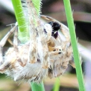 Araneinae (subfamily) at Bungendore, NSW - 22 Oct 2021 02:49 PM