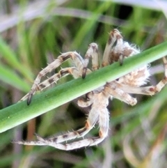 Araneinae (subfamily) at Bungendore, NSW - 22 Oct 2021