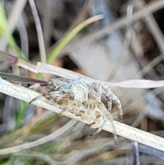 Araneinae (subfamily) at Bungendore, NSW - 22 Oct 2021