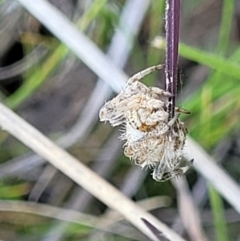 Araneinae (subfamily) at Bungendore, NSW - 22 Oct 2021