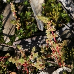 Crassula sieberiana at Chiltern-Mt Pilot National Park - 16 Oct 2021 by KylieWaldon
