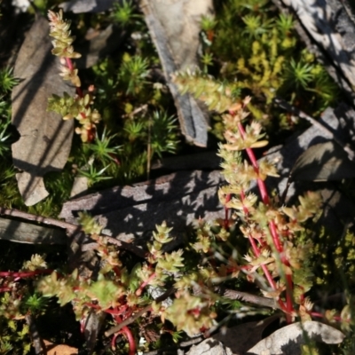 Crassula sieberiana (Austral Stonecrop) at Chiltern, VIC - 17 Oct 2021 by KylieWaldon