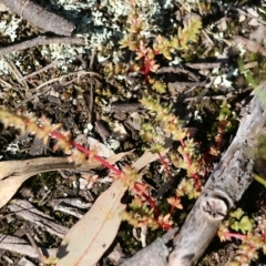 Crassula sieberiana at Chiltern, VIC - 17 Oct 2021 08:50 AM