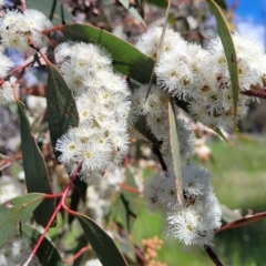 Eucalyptus dives (Broad-leaved Peppermint) at Bungendore, NSW - 22 Oct 2021 by trevorpreston